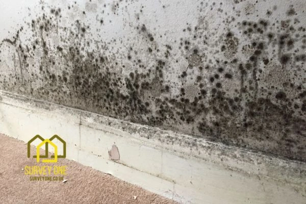 What’s the First Step to Take When You Notice Damp on a Party Wall Leicester?